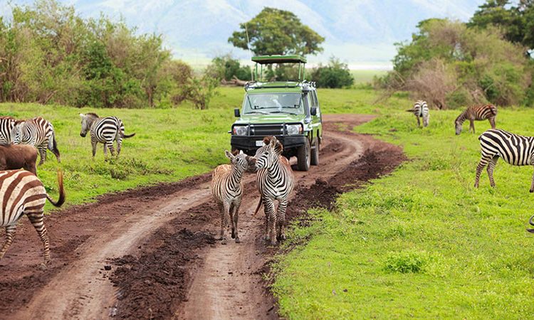 Giraffes in Arusha National Park