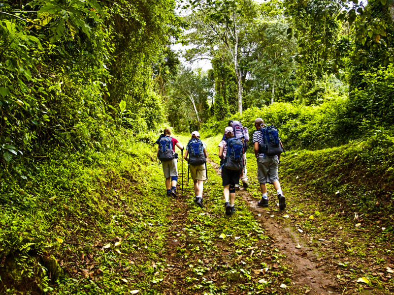 Hikers on Marangu route through rainforest