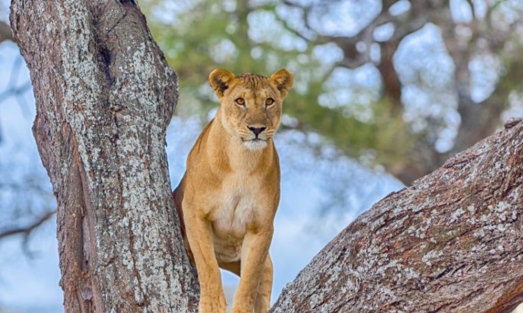 Tarangire National Park