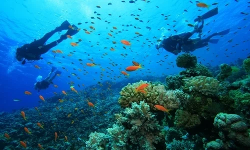 Pemba Island Dive