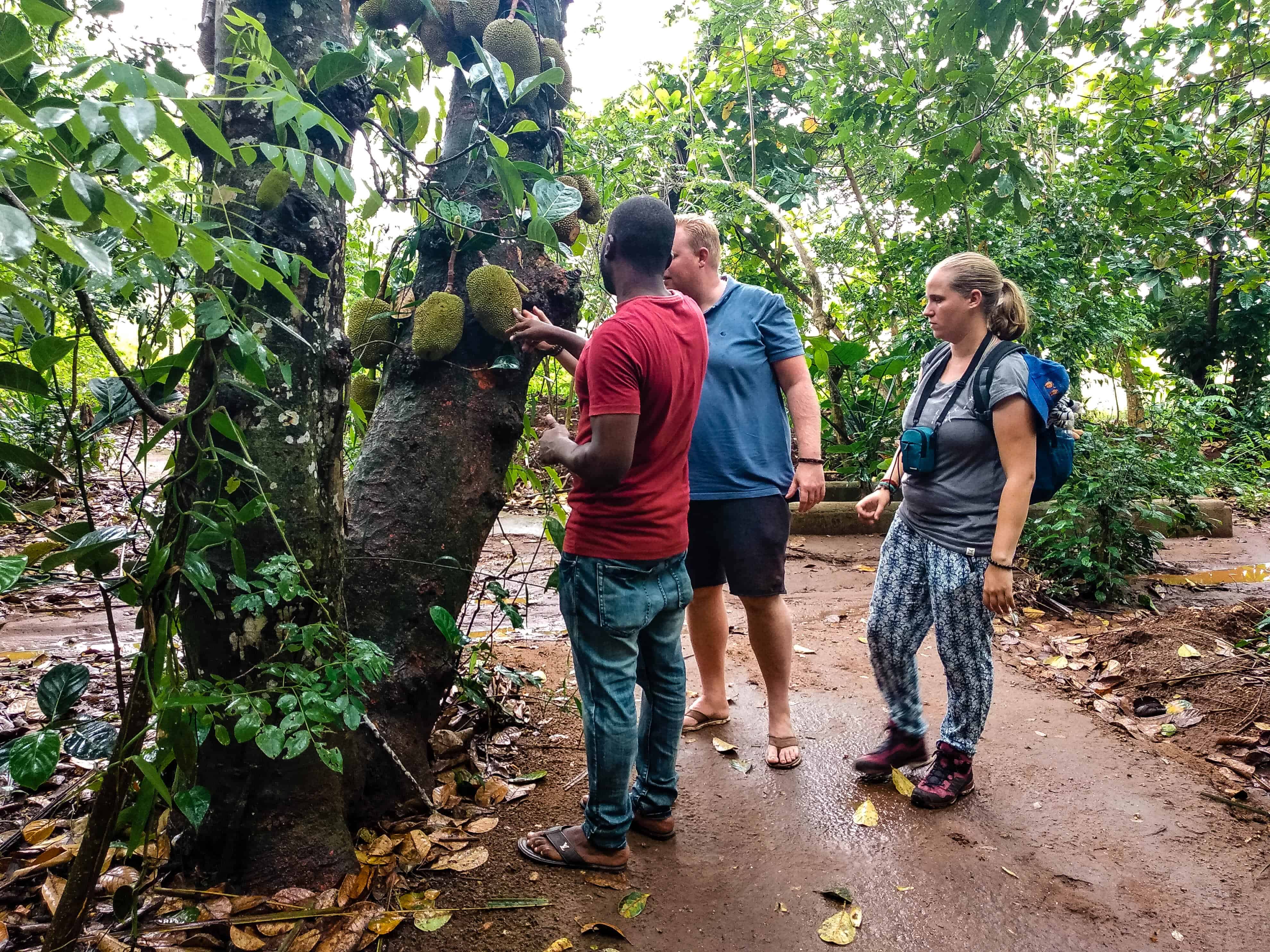 Spice Plantation Kidichi