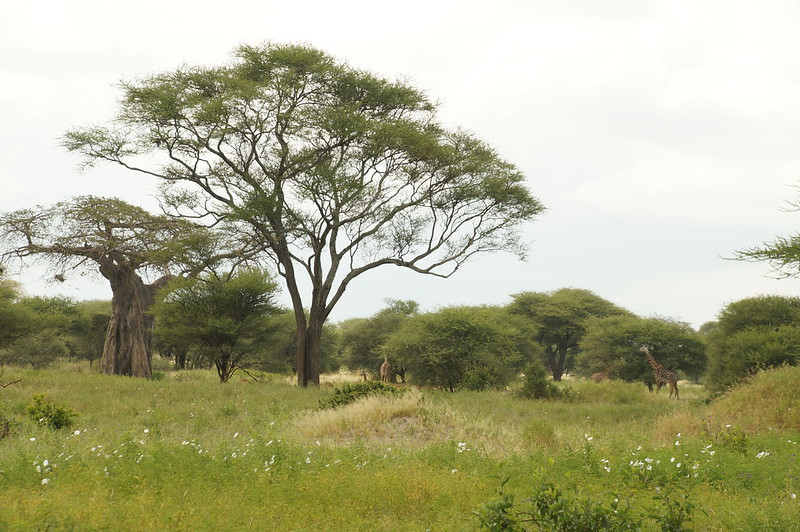 Family Safari Adventure