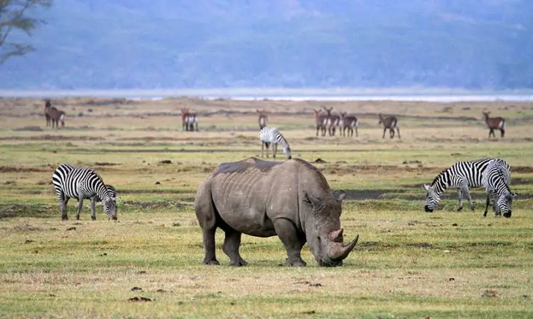Budget Safari