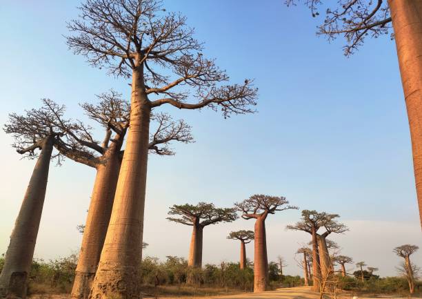 Tarangire National Park